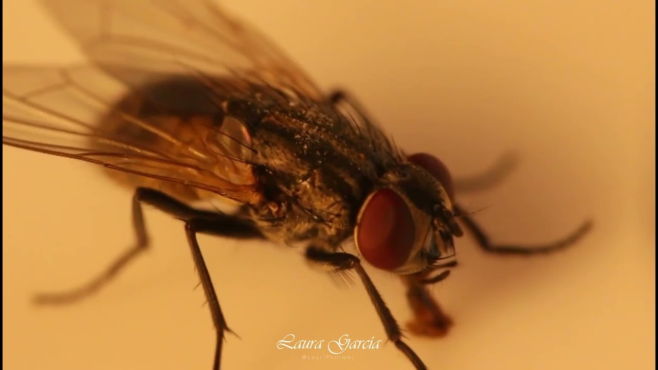 👀 Mosca Comun comiendo. Vídeo en macro.