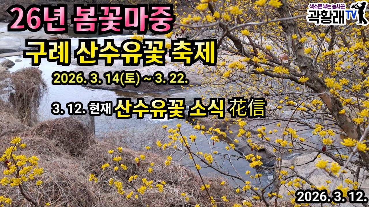 구례산수유꽃축제 26. 3. 12. 현재 구례 산동 산수유꽃 개화현황 봄꽃마중 