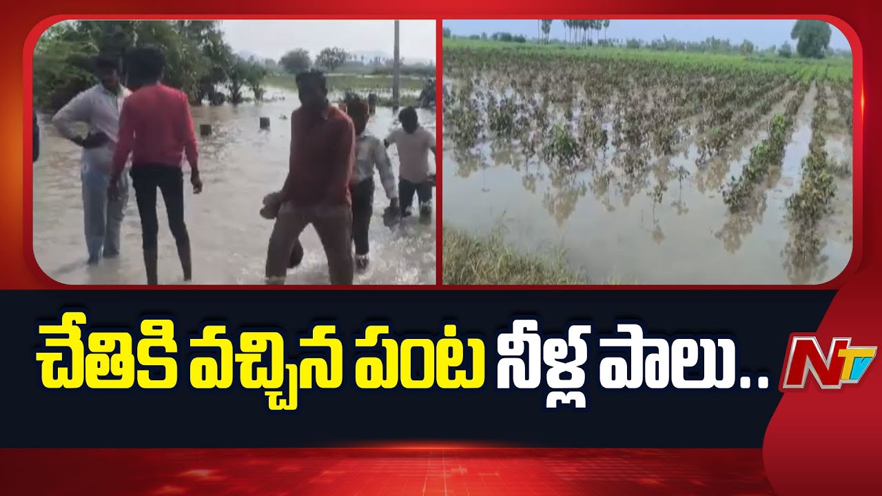 Palnadu District : Cyclone Montha Hits Farmers, Crops Damaged in Thousands of Acres | NTV Telugu