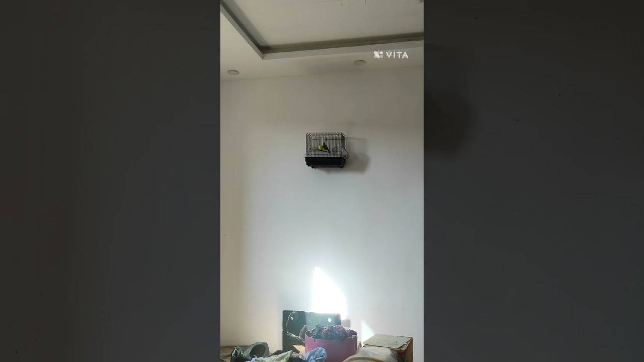 مقين شون الله ابارك راو اصفي مزال ازيد اخرج اسمع و ساوم 0541298596 سيدي موسى الجي