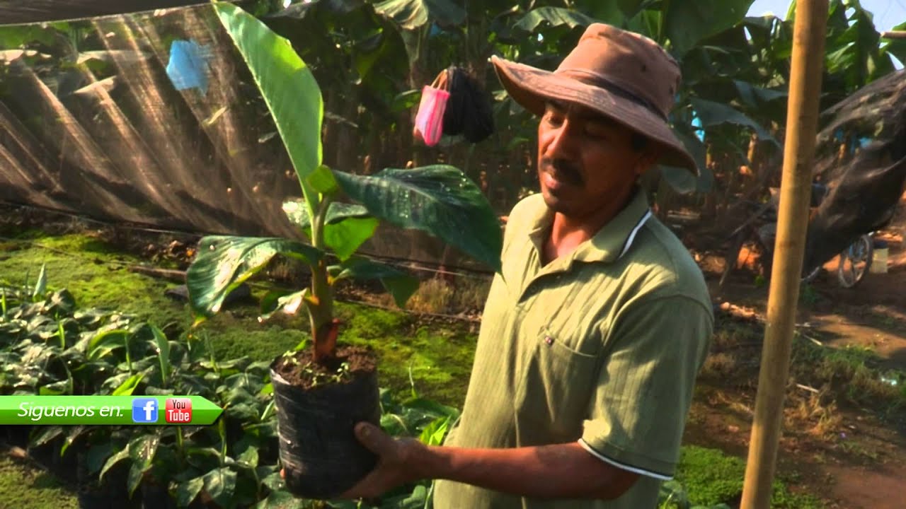 CULTIVO DEL PLATANO 2/4