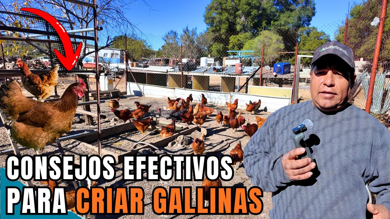 CONSEJOS EFECTIVOS PARA CRIAR GALLINAS | 20 Años cuidándolas🐓⛰️