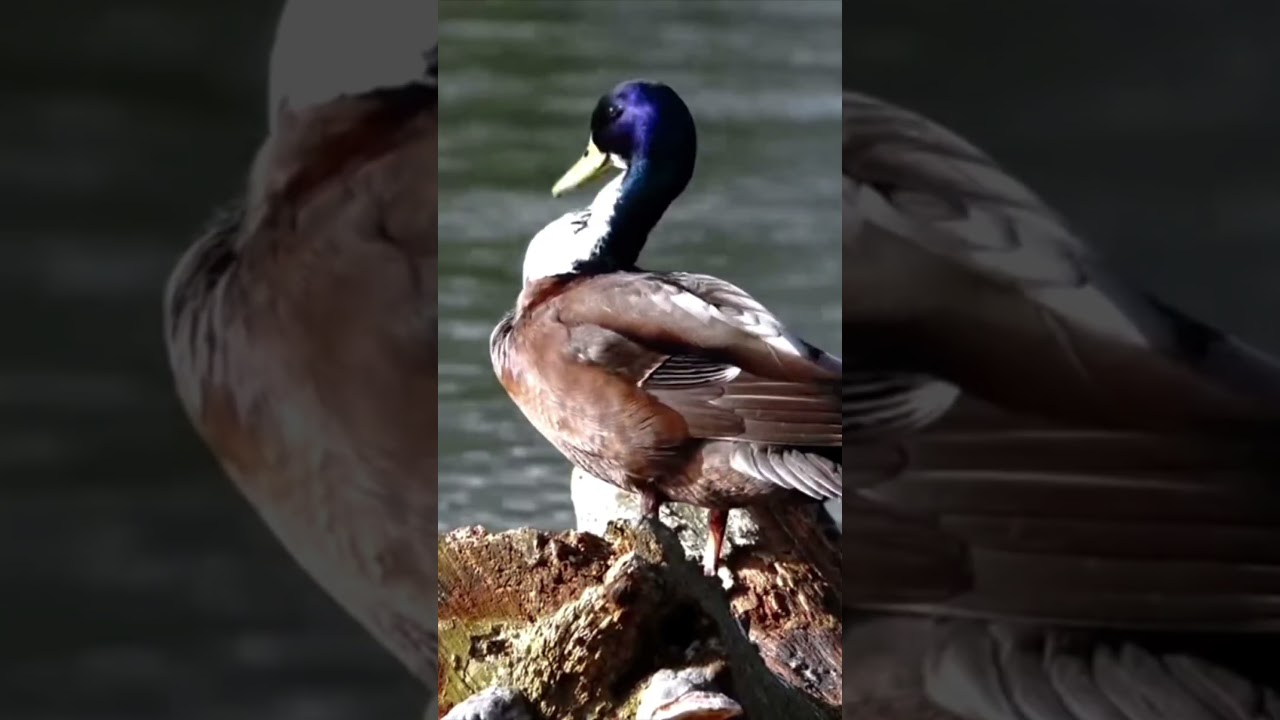 Instant Peace Of Mind Tibetan Healing Flute Water & Bird Sounds 