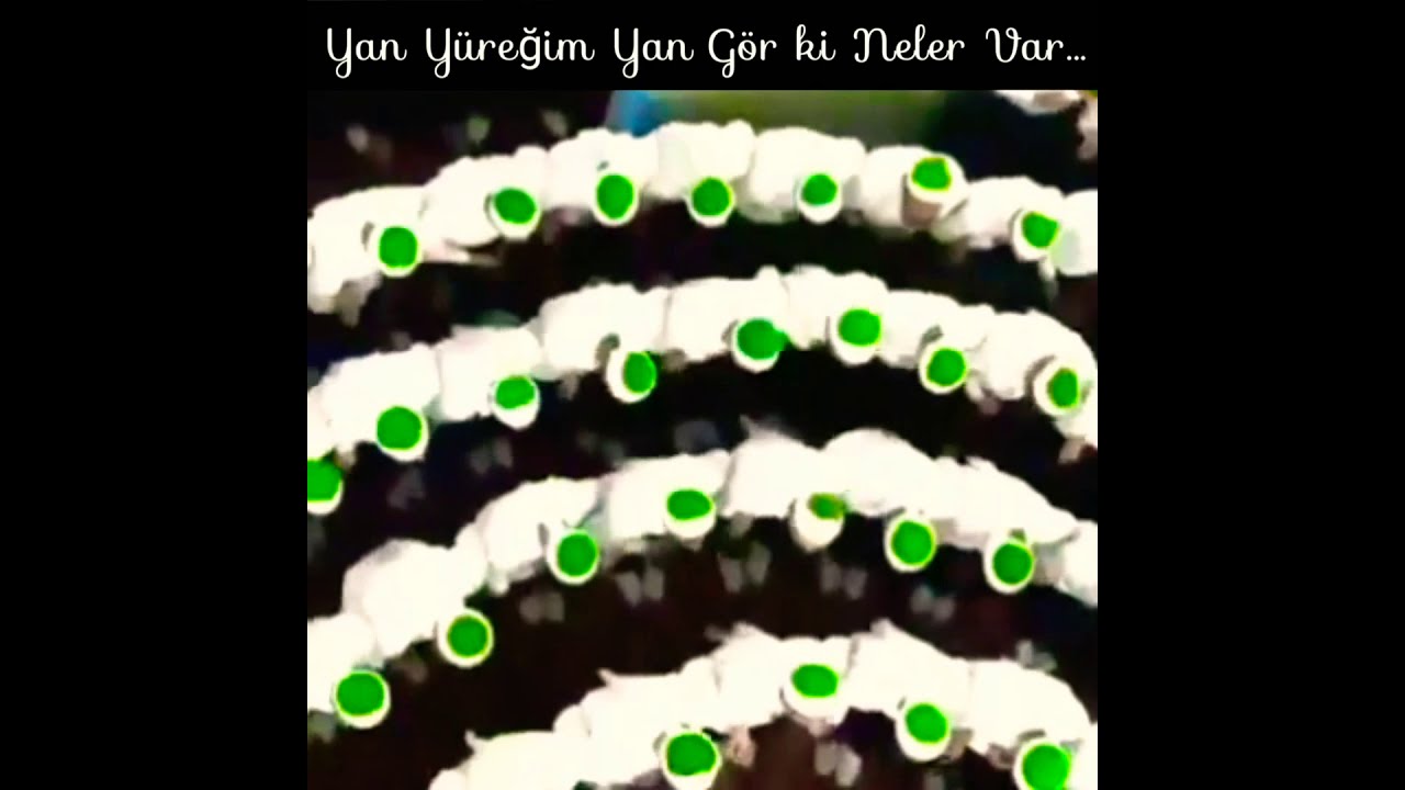 Yan Y&uuml;reğim Yan G&ouml;r ki Neler Var...