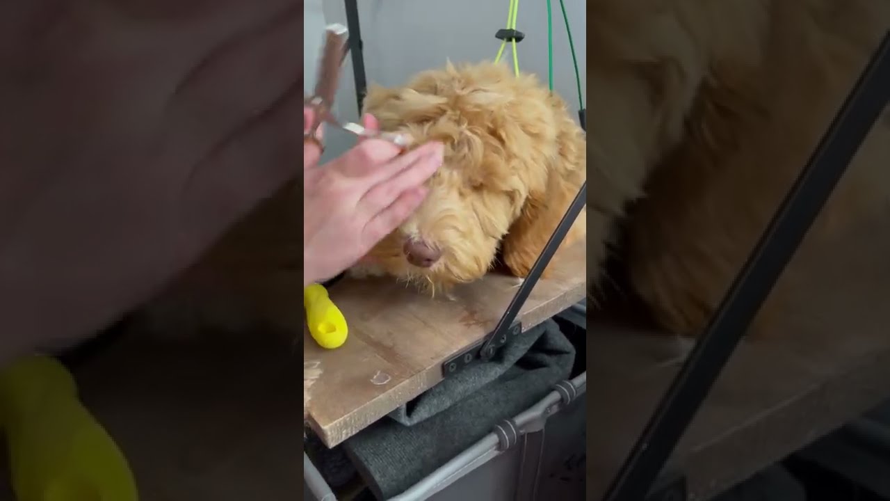 Australian Labradoodle Quick Tidy Up Trim Grooming Video
