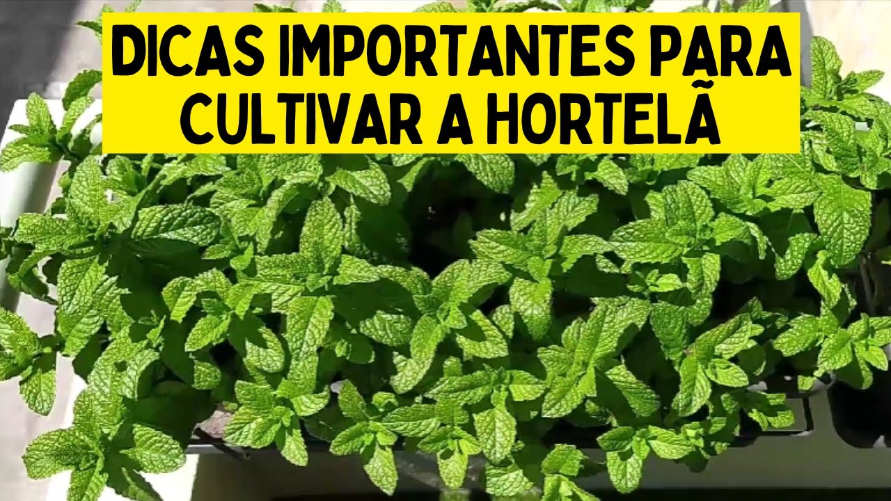 7 DICAS PARA CULTIVAR A HORTEL&Atilde; (Tenha uma planta SEMPRE com muitas folhas)