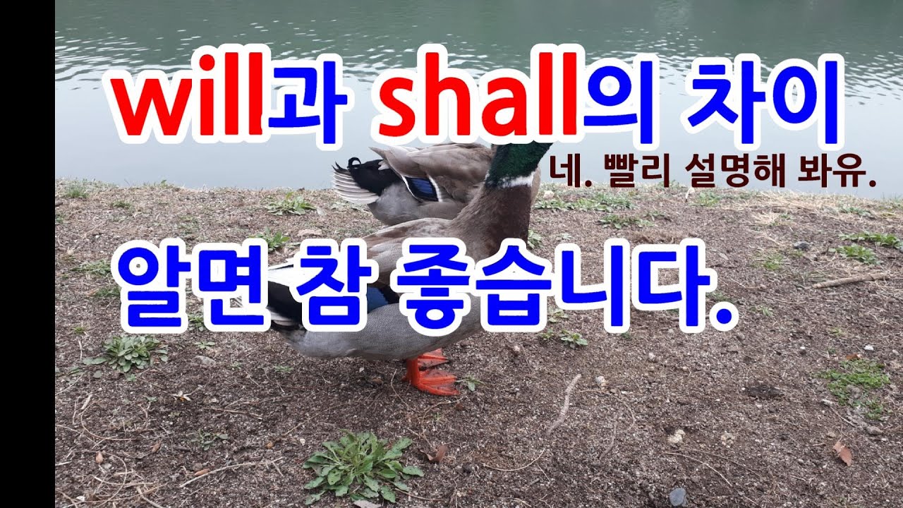 will과 shall의 차이, 알면 참 좋습니다.