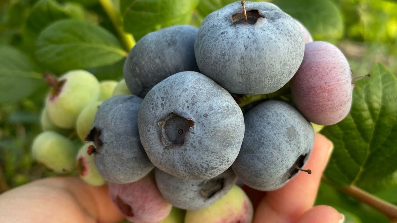 Yaban Mersini (Blueberry) Bitkisi | Yüksek Antioksidan Gücü, Soğuğa Dayanımı ve Fizyolojik Yapısı