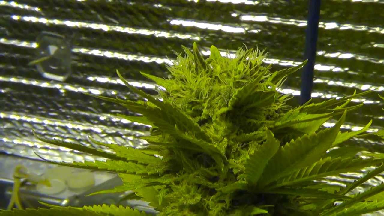 Day 60-61 White Russian pre-harvest, one last look! Plus Purple Diesel harvest follow-up teaser!