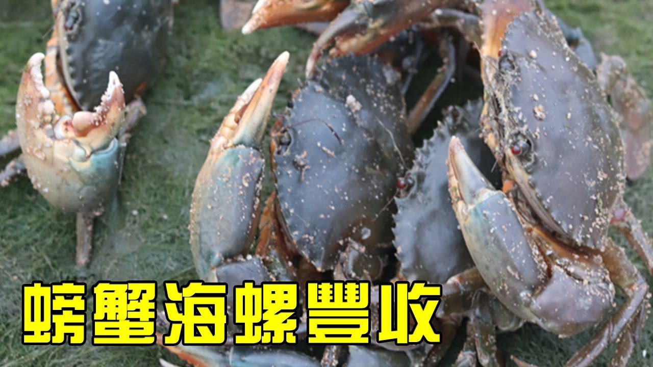 小漁半夜出門趕海，趁著螃蟹睡覺直接抓！一家人抓了好幾桶！【漁小仙】