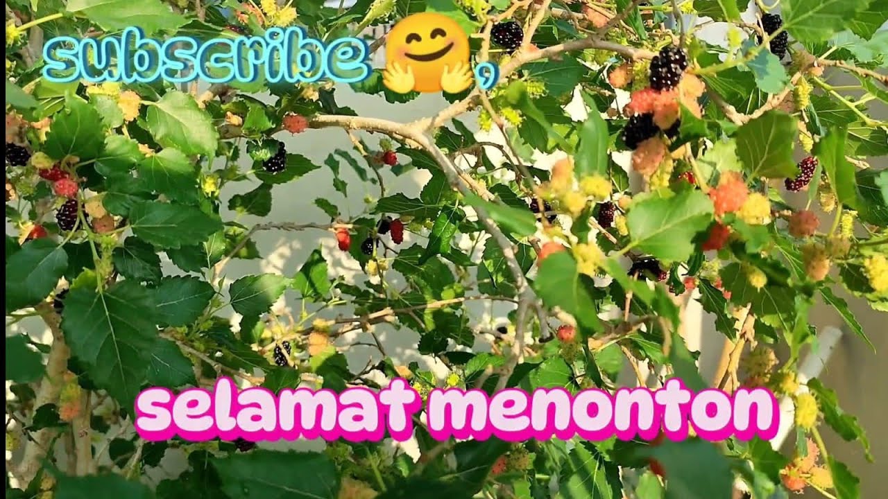 super lebat hanya di polybag petik sambil jongkok murbei super jumbo jual batang stek