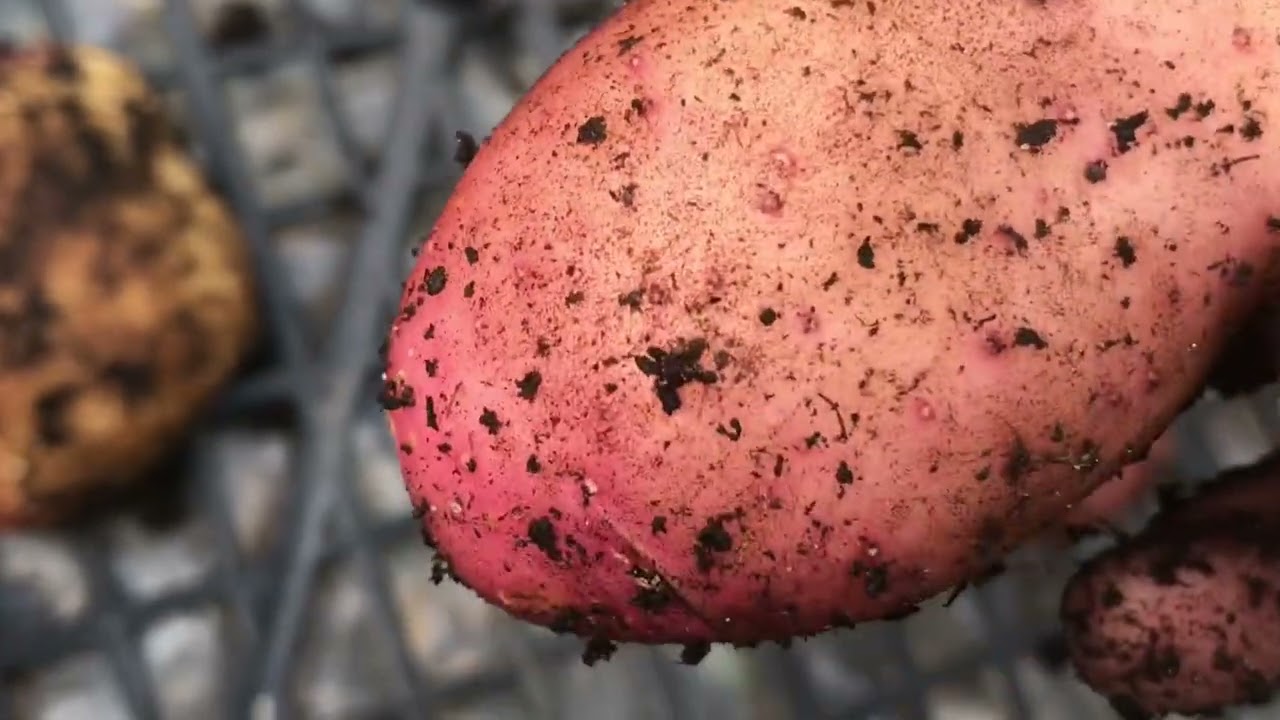 Multi Variety Potato Reveal | Cara, Setanta, Sarpo Mira / 80l container #potatoreveal #homesteading