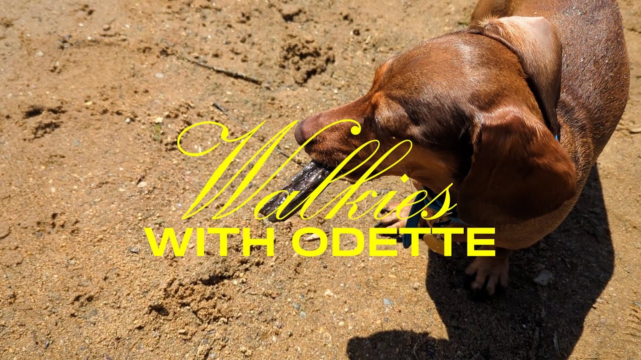 Walkies at the lake with Odette the mini dachshund during a triathlon 🏃‍♀️