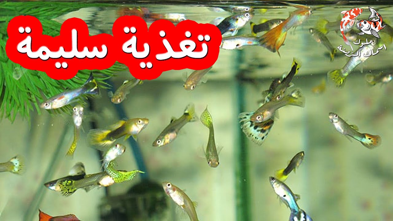 إطعام صغار سمك الجوبي