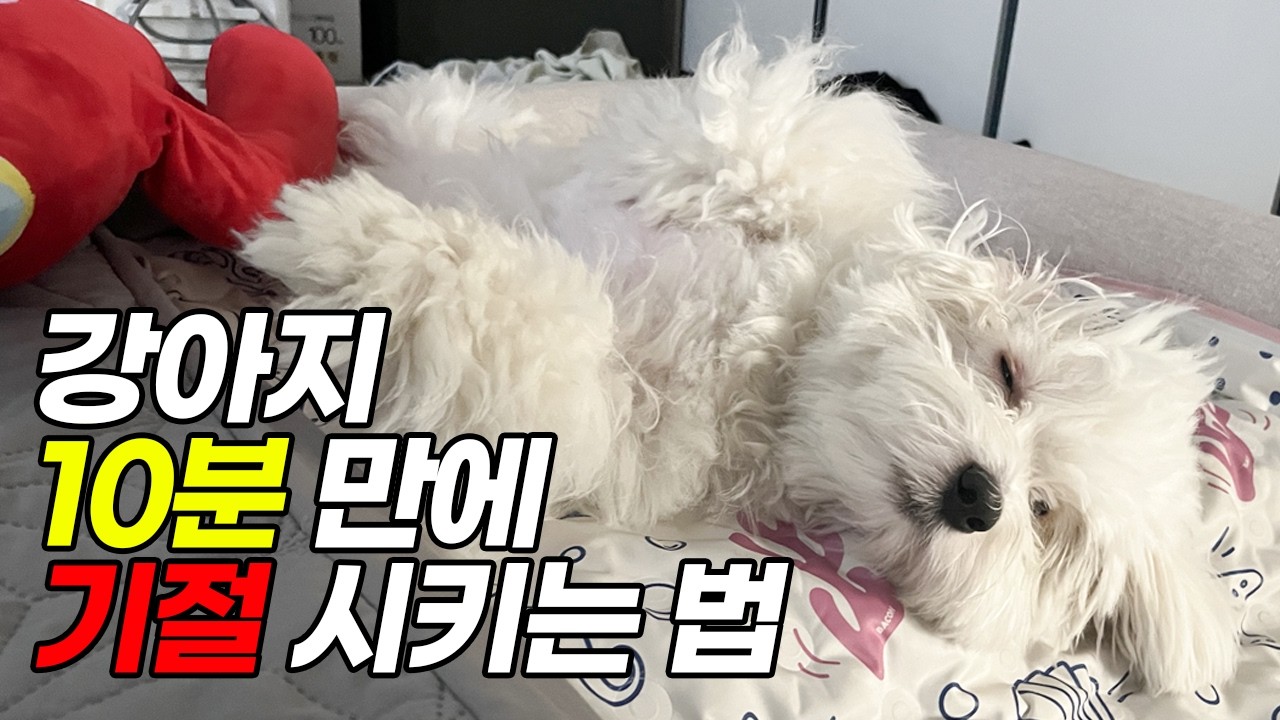 10분 만에 산책 1시간 효과 내는 노즈워크 장난감