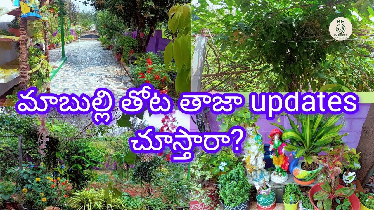 మా బుల్లి తోటupdates చూస్తారా?🤗