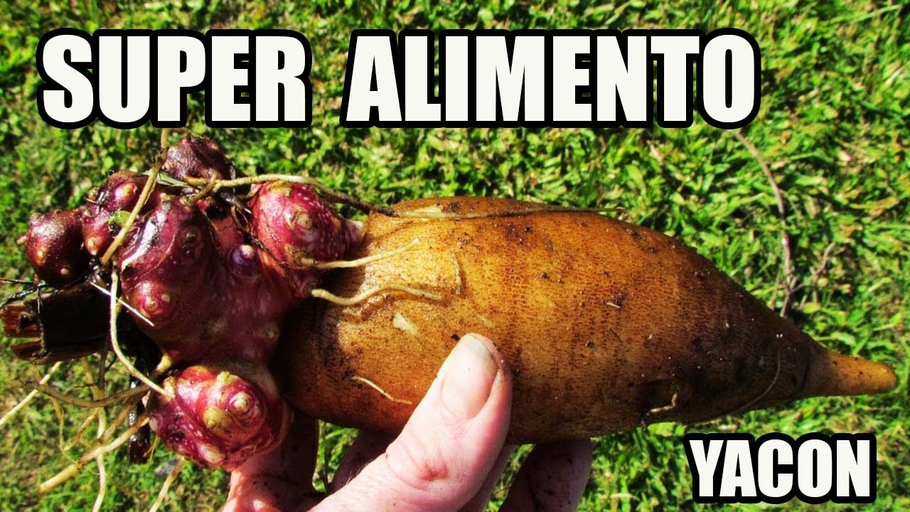 PROPIEDADES y BENEFICIOS del YACON  || CULTIVO un SUPER ALIMENTO