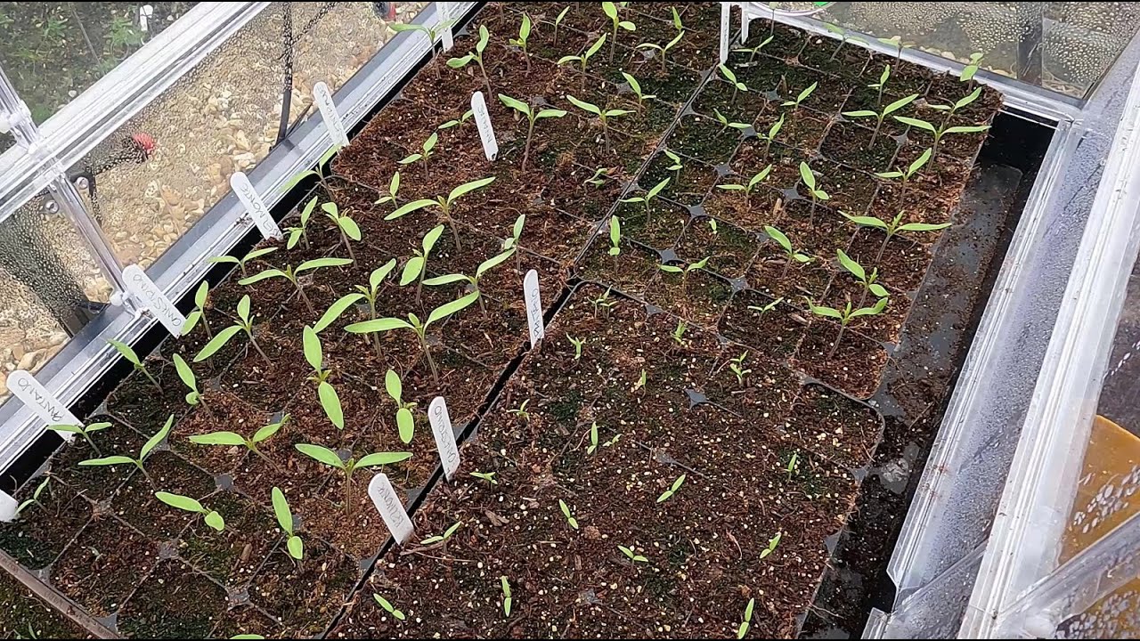 Sowing tomato rootstocks