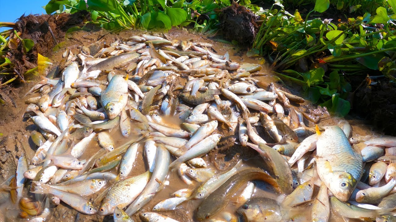 Best Unique Fishing, Hand Fishing, catching fish a lot in dry canal by hand fisherman