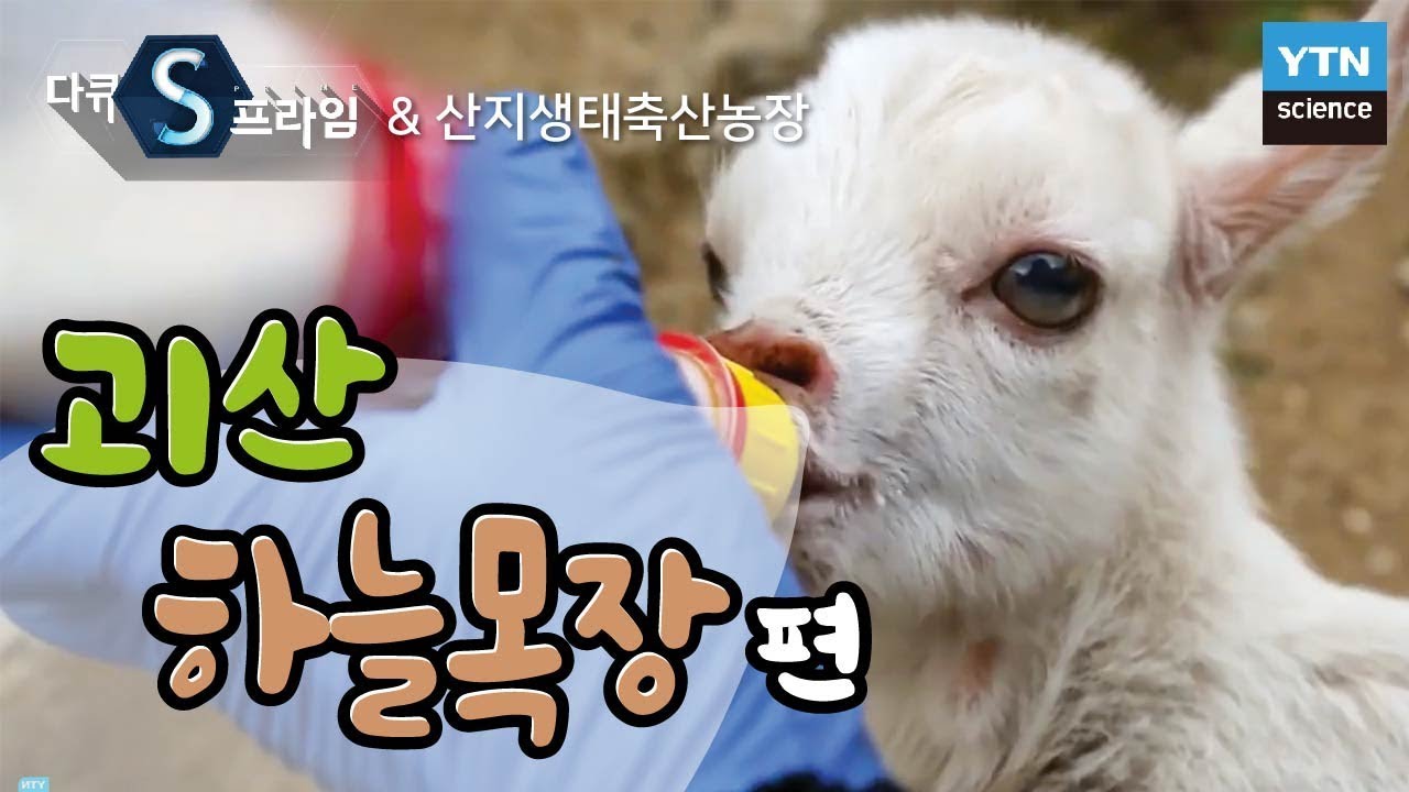[산지생태축산농장] 괴산 하늘목장: 6차산업형 농장의 개척 / YTN 사이언스