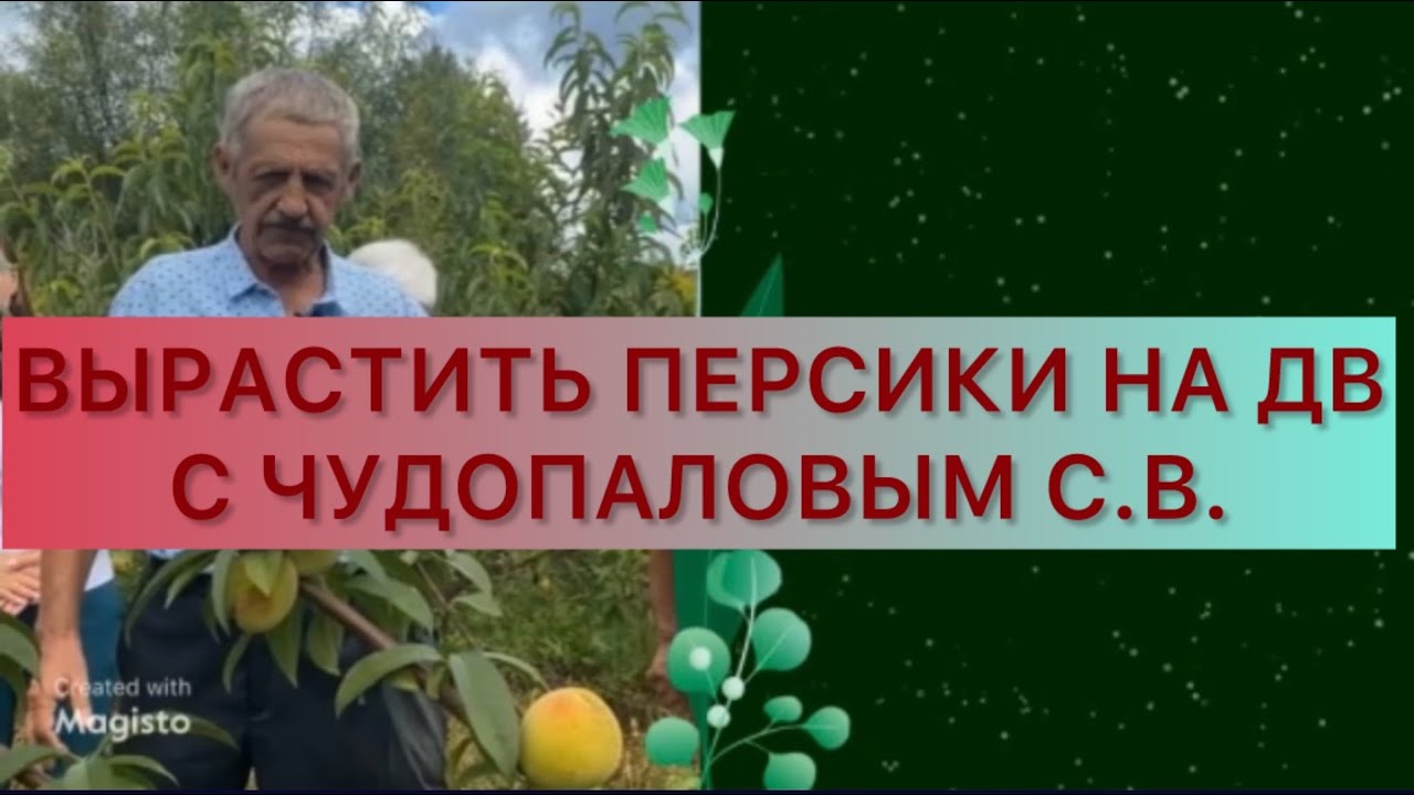 Секреты от Чудопалова Сергея Владимировича. Вырастить на ДВ персики, яблоки, груши, виноград и др.
