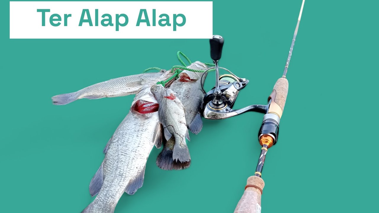 TES JORAN CANGKEK ALAP ALAP 1-3LB LANGSUNG AMIS BARAMUNDI || TAMBAK SEDARI KARAWANG