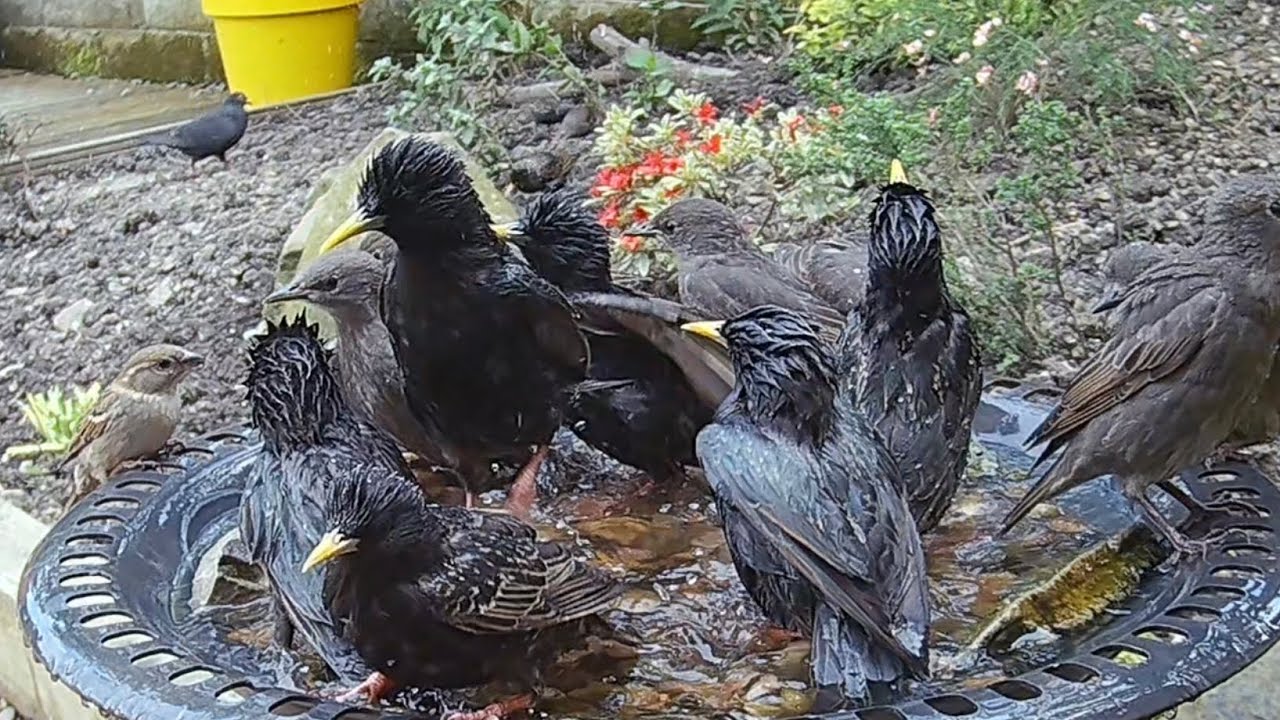 Pool party!! The fledgling aren&rsquo;t sure what to make of this, but try to join in 😂 #birds