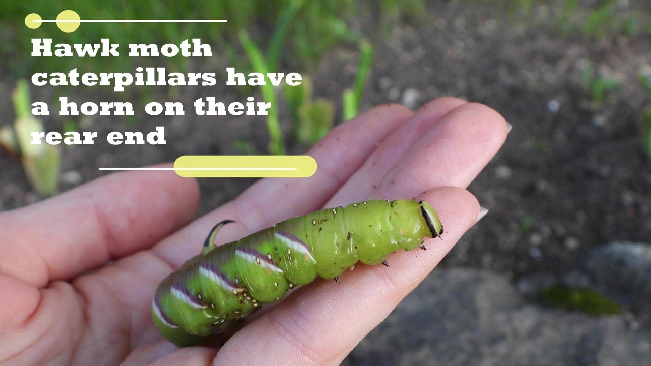The Flying Marvels of Nature: Hawk Moths