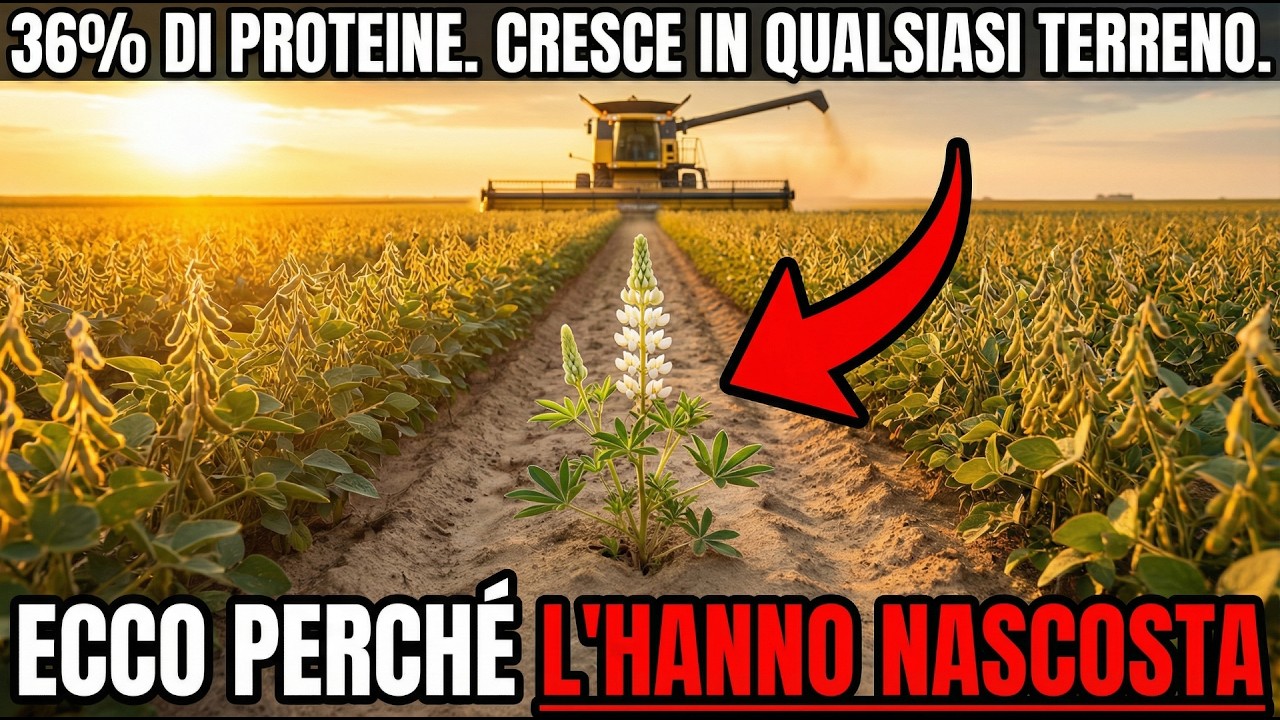 36% di Proteine. Cresce in Qualsiasi Terreno. Perché Nessuno La Coltiva Più?
