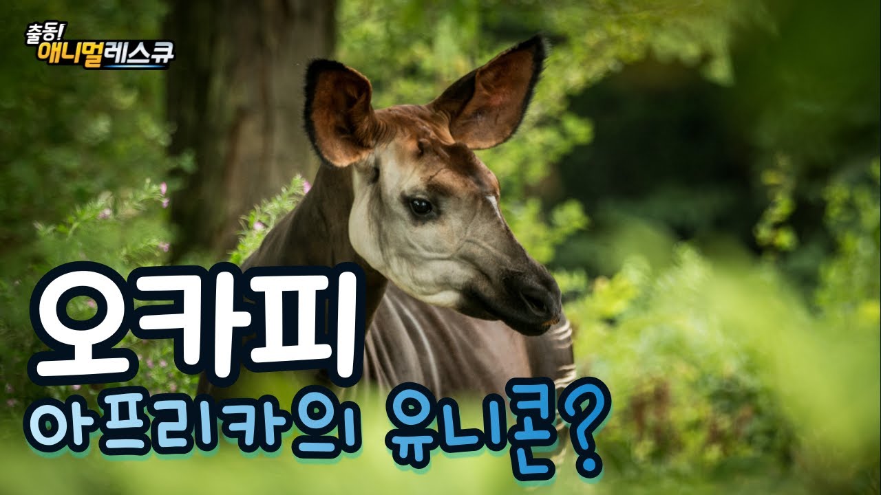 [출동! 애니멀 레스큐]ㅣ동물도감ㅣ카드뉴스ㅣ오카피