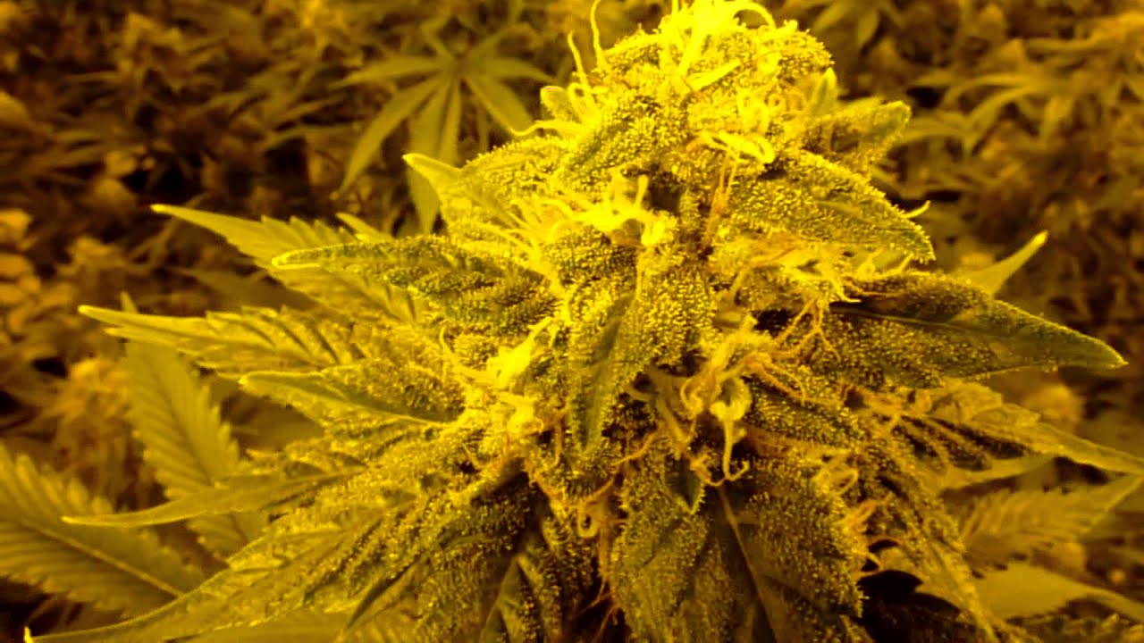 Multi strain pheno finder journal day 42