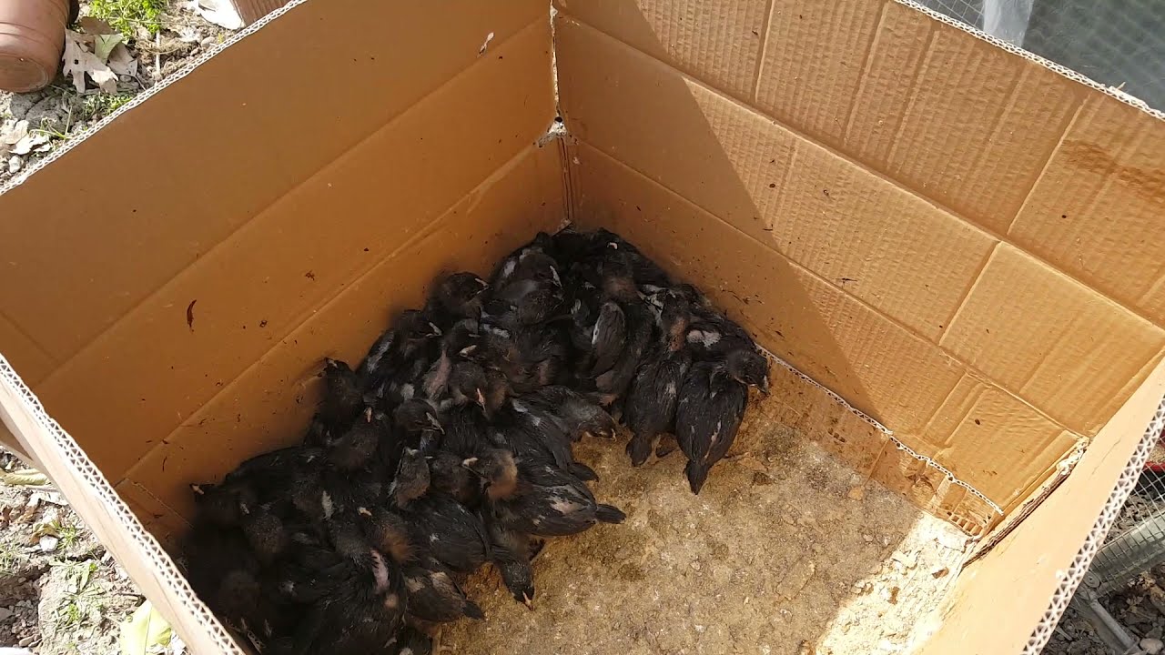 Civcivlerimiz 15 günlük oldu, australorp civciv nasıl bakılır, civciv bakımı