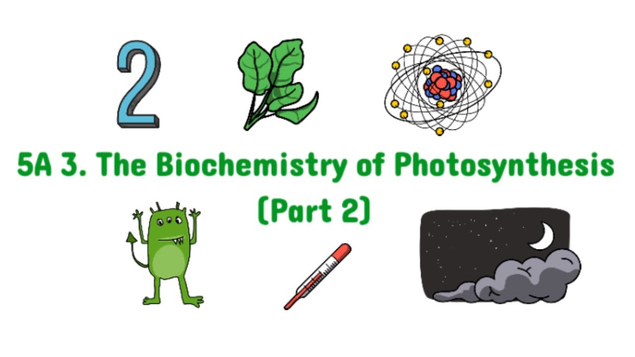 5A 3. The Biochemistry of Photosynthesis (Part 2) | Edexcel IAL Biology | Unit 4
