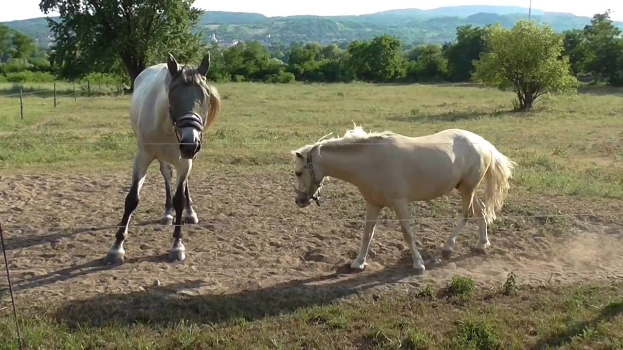 Sátorkő Lovasiskola Esztergom - 2016.06.30