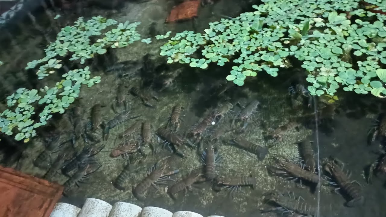 позаботьтесь о правильном пруду для омаров