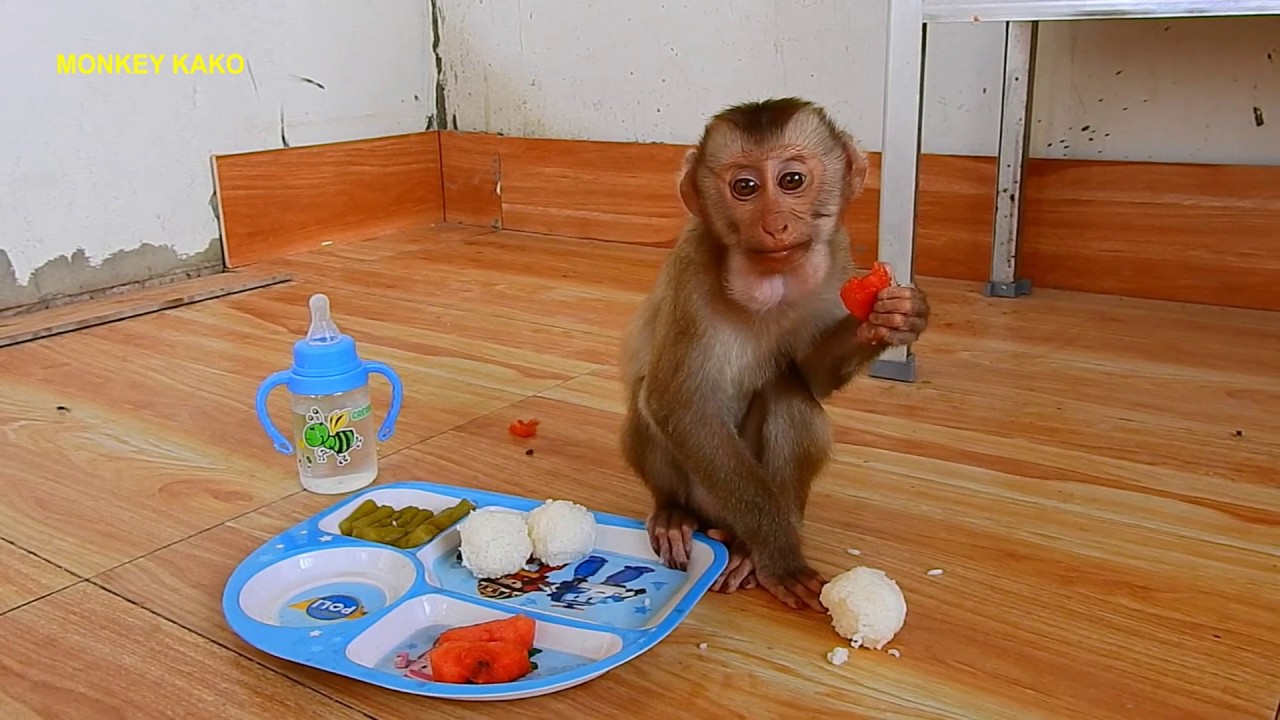 Favorite Food!! Baby Monkey Kako Have Breakfast