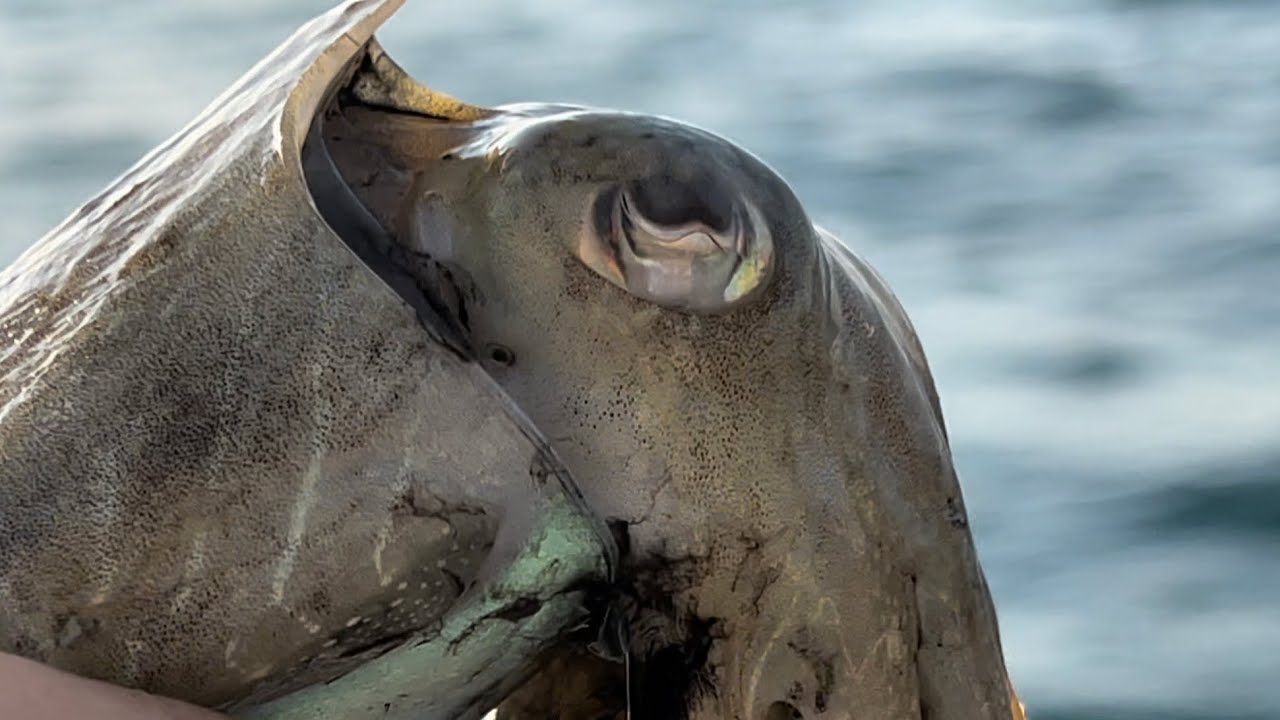 Sagra della Seppia 2022: Michele Migliore ci mostra come si pesca la seppia