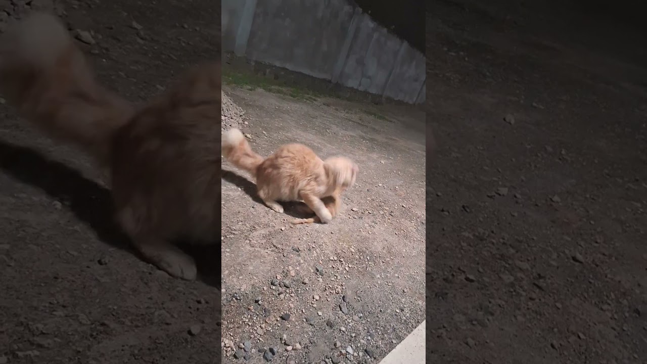 great fight that makes the heart beat🫣😆🤫 #cat #pets #cute #kitten #animals #funny