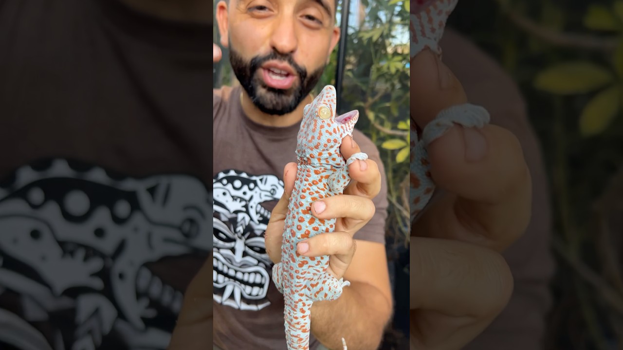 Как токайские гекконы получили свое название 😄 #tokaygecko