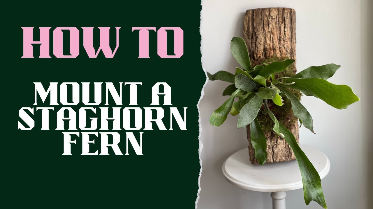 Mounting a Staghorn Fern on a piece of Firewood and watching Bridgerton