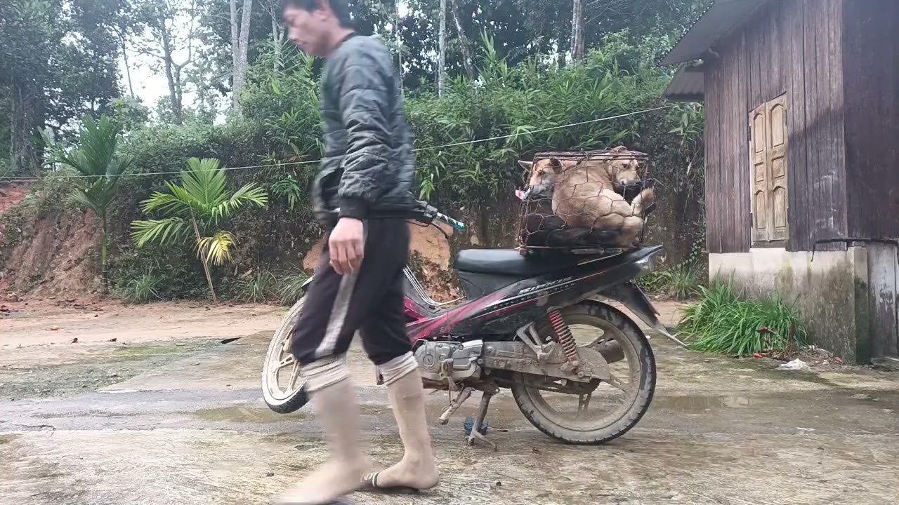 Lại lên hàng nhé các bác, heo rừng lai xổng...