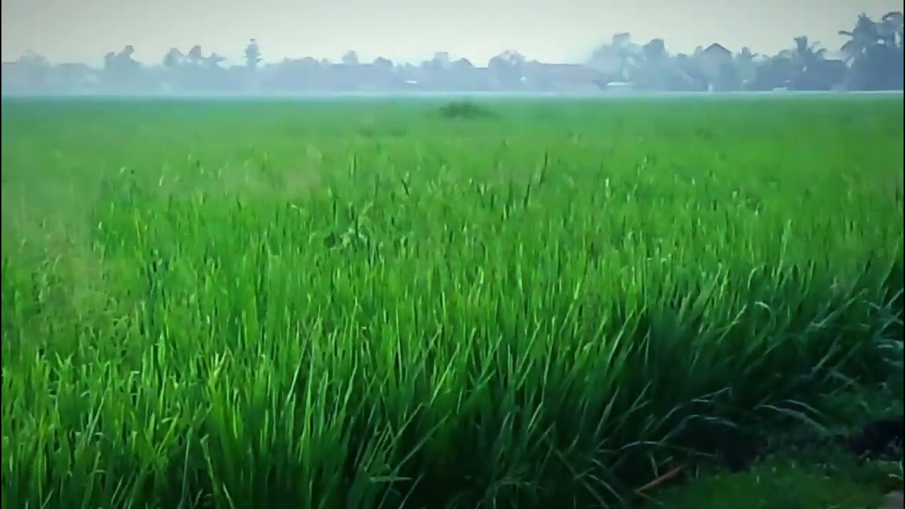 Alam pedesaan yang asri dan sawah yang subur..tenang dan indah 👍👍