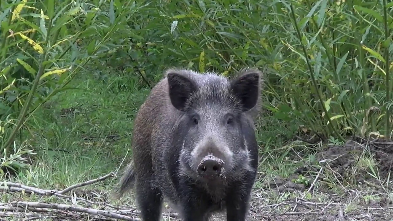 M&ouml;te med vildsvin