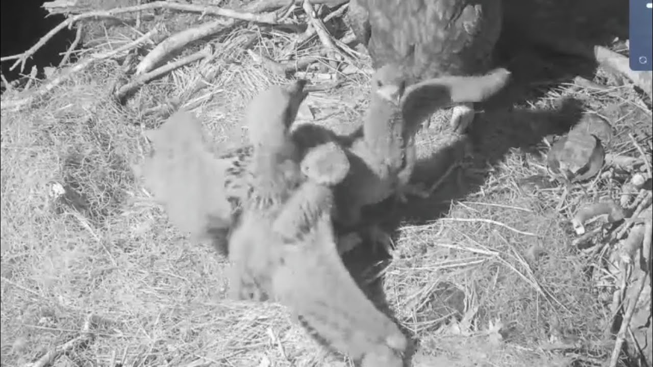 Small eaglet angry after big eaglet bonk him | Kisatchie National Forest E-1 | Feb 20, 26