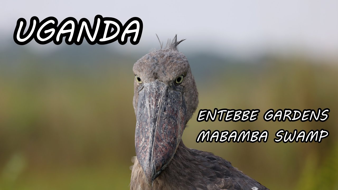 UGANDA-MABAMBA SWAMP AND ENTEBBE BIRDING