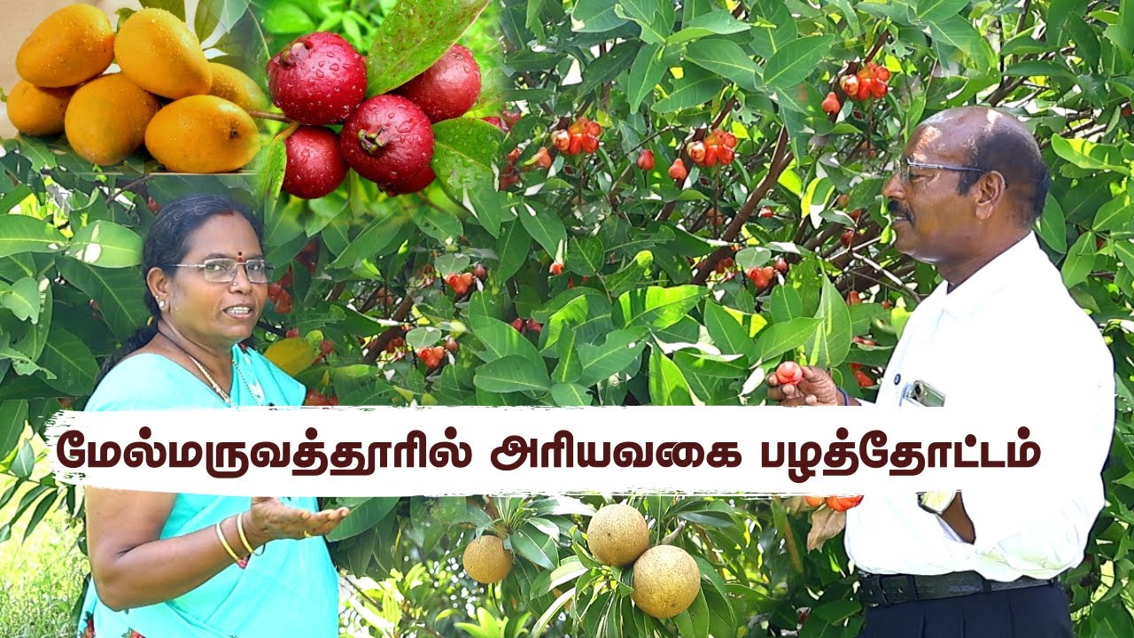 🌱 நம்ம செடிகள் எப்படி பழம் கொடுக்குது பாருங்க! 😍 💥 Full Fruits & Veggies | 7 Yrs Greenland Journey 🌿