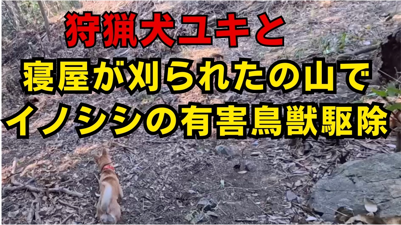 狩猟犬ユキと寝屋の刈られた山でイノシシの有害鳥獣駆除！！