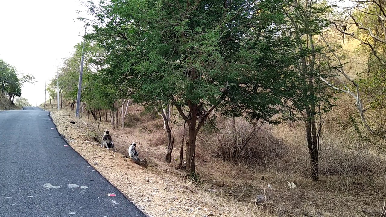 Grey langur / Hanuman monkey spotted at Bheemeshwari , Muthathi forest