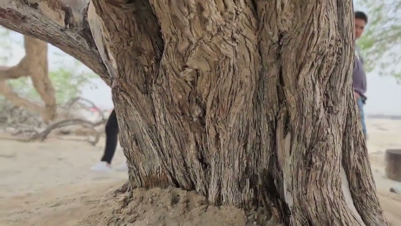 Tree Of Life a Majestic 400 years old Tree living in the Middle of the Dessert