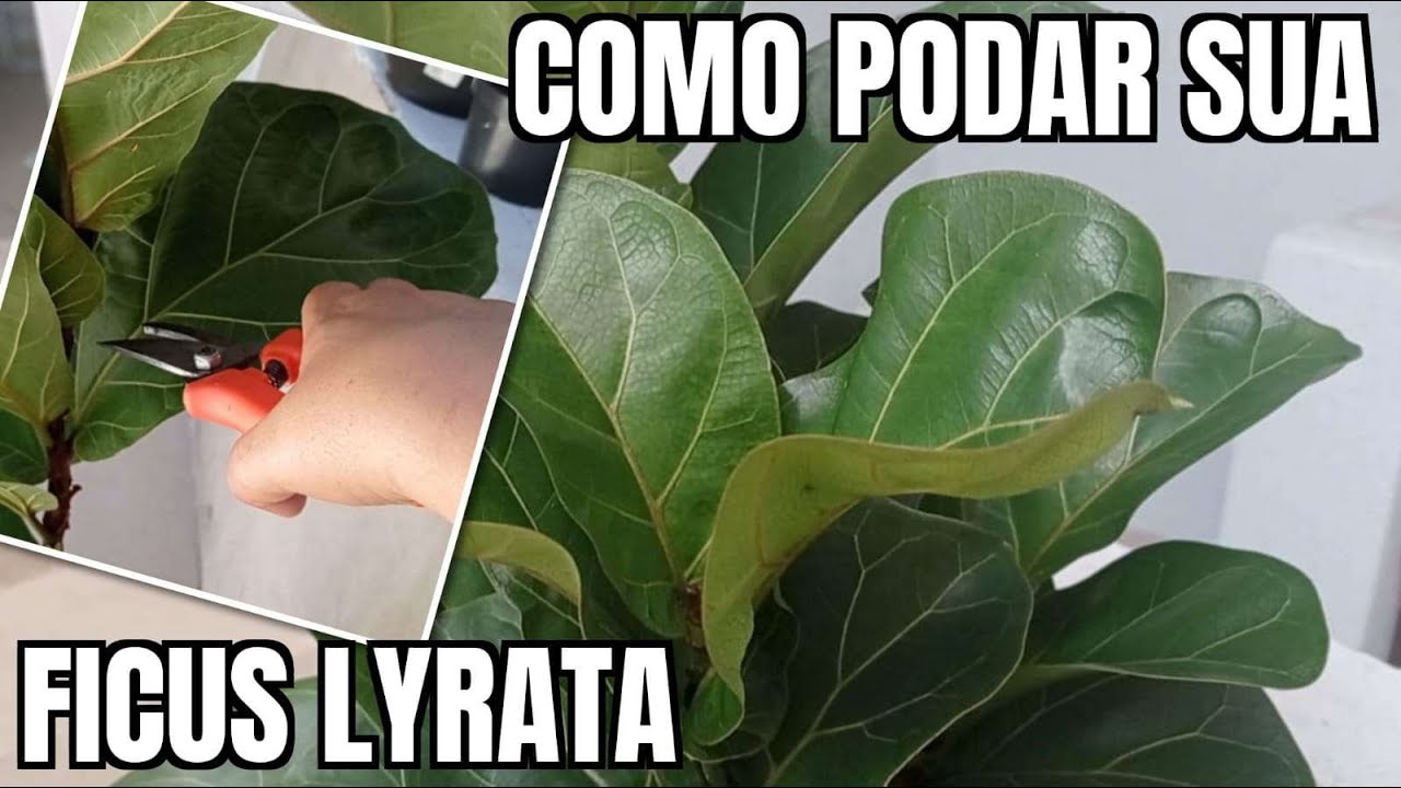 COMO PODAR SUA FÍCUS LYRATA BAMBINUS